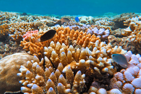 great barrier reef tour from airlie beach