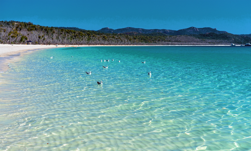 airlie beach swimming spot