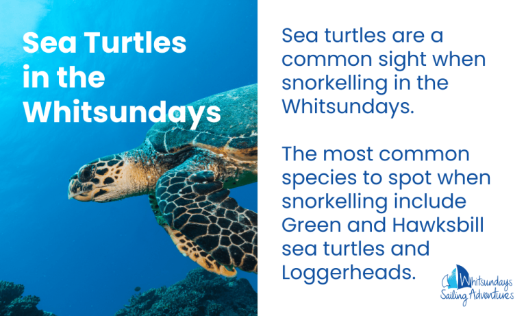 Sea Turtles When Snorkelling in the Whitsundays