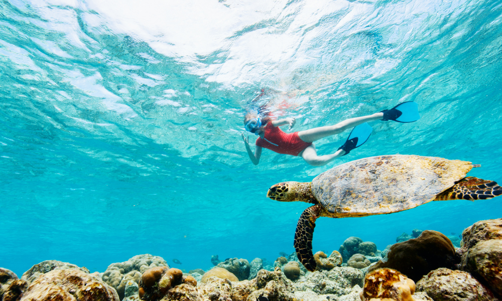 What You'll See When Snorkelling in the Whitsundays