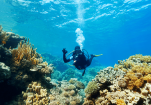 everything you need to know about stinger season whitsundays