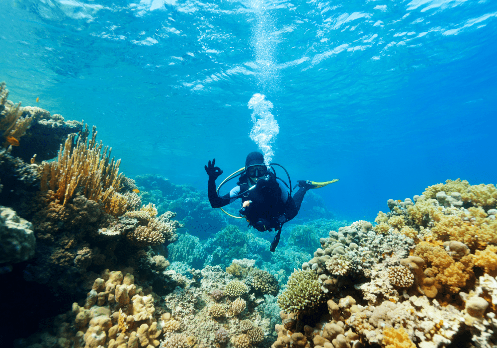 everything you need to know about stinger season whitsundays