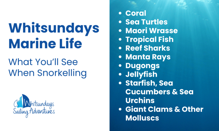 Marine Life You'll See in the Whitsundays