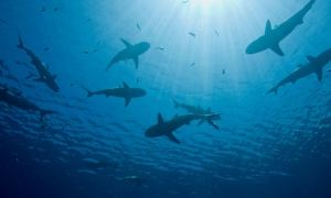 Are There Sharks In The Whitsundays_​