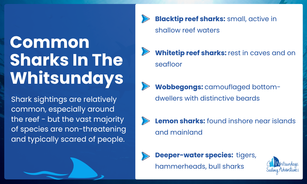 Common Sharks In The Whitsundays