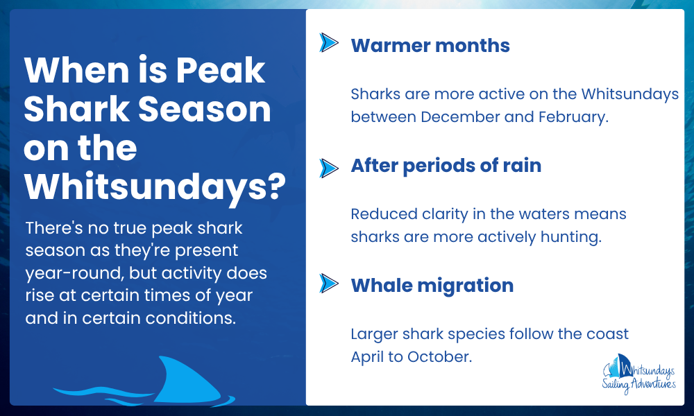 When is Peak Shark Season on the Whitsundays